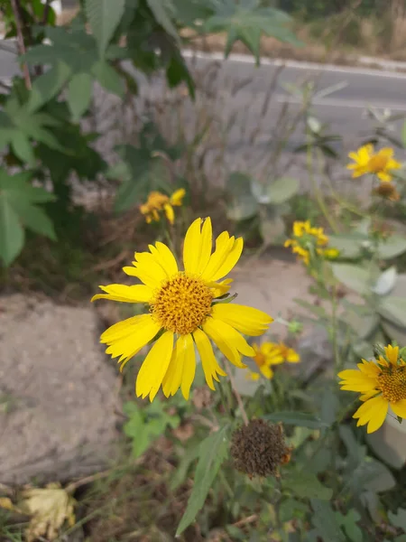 Sonnenblume Straßenrand — Stockfoto