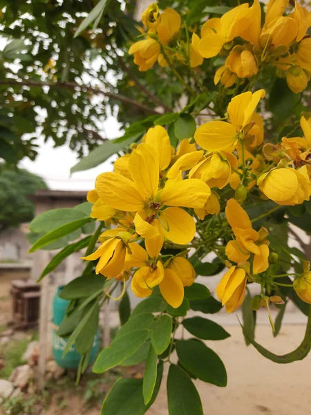 Красивый Вид Жёлтые Цветы — стоковое фото