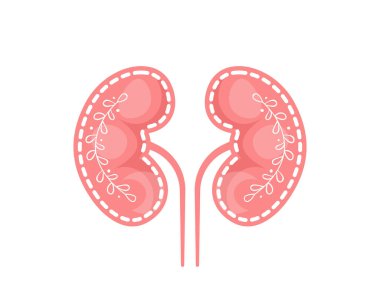 Beyaz arkaplanda yapraklı insan böbreği vektör simgesi izole edildi