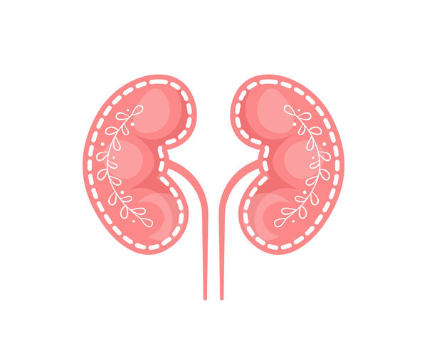 Human kidney with leaves branches vector icon isolated on white background