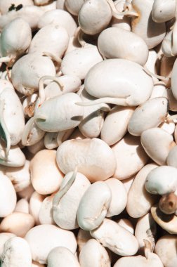 Tomurcuklanmış beyaz fasulye, tam kare fotoğraf. Yakın plan. Bahçe ve tarım kavramı. Vejetaryen ve vejetaryen yemekleri