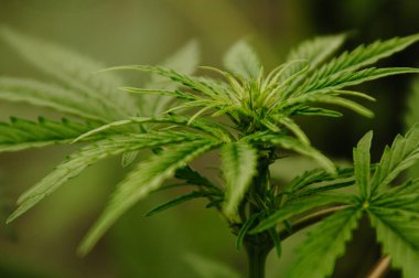 Kenevir yaprağı ve tomurcuğunun serada büyüyen erken çiçek aşamasındaki yakın çekimi. Tıbbi esrar, kenevir, marihuana, ot, ot kavramı. Yatay arkaplan