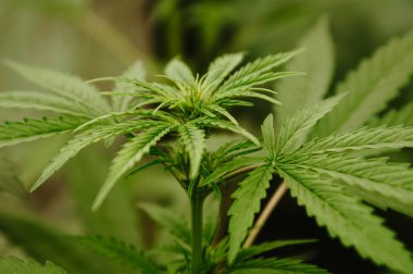 Genç kenevir yaprakları ve çiçek yakın plan. Erken çiçek açma evresi. Tıbbi kenevir yetiştirme konsepti. Yatay arkaplan. Marihuana, ot, kenevir, yakın plan.