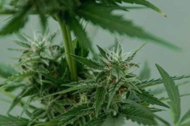 Çiçek açma aşamasında kenevir tomurcuğunun kapanışı. Üç parçalı marihuana çiçeği. Yatay arkaplan. Tıbbi esrar yetiştirme kavramı, ot, esrar, kenevir