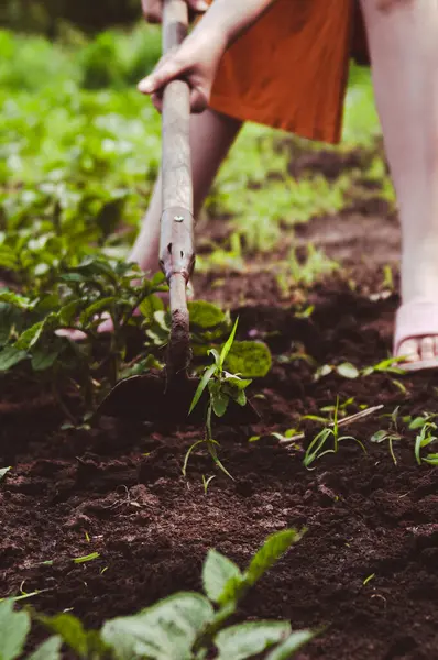 Patates tarlasını temizleyen kadın. Çiftçi çapayla ot temizliyor. Organik sebze yetiştirme ve ot kontrolü kavramı. Dikey arkaplan