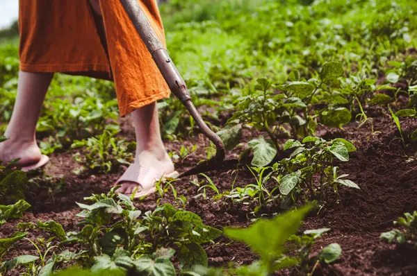 Kadın çiftçi, patates tarlasını eski çapayla temizliyor. Yabani otları temizliyorum. Organik tarım kavramı, sebze yetiştirme. Yatay arkaplan