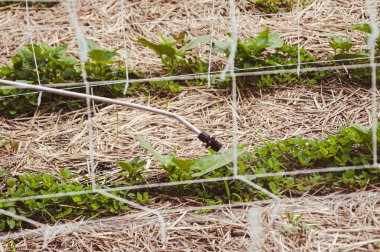 Çiftçi, bahçe spreyiyle genç fasulye tarlasında böcek ilacı kısırlaştırıyor. Hastalıklardan, zararlılardan, böceklerden, mantarlardan, otlardan korunmak için bitki öldürücü, böcek ilacı kullanma kavramı