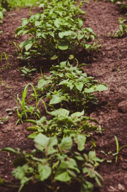 Toprakta yetişen genç patates çalısı. Organik tarım kavramı. Dikey arkaplan. Patates tarlasında.