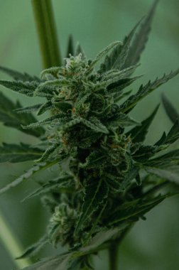 Beyaz trikomili marihuana tomurcuğu ve sarı lekeli yakın çekim. Çiçek açma aşamasında esrar. Tıbbi kenevir yetiştirme konsepti. Dikey arkaplan