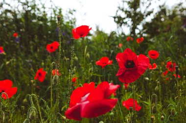 Tarlada kırmızı gelincik çiçekleri. Güzel mor kır çiçekleri olan yabani gelincik çayırı. Yatay arkaplan