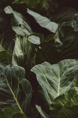 Lahana yapraklarına yakın çekim. Çiftlikte yetişen genç lahana bitkisi. Dikey arkaplan. Organik tarım kavramı