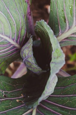 Bahçede yetişen genç kırmızı lahana bitkisinin yakın çekimi. Üst Manzara. Dikey arkaplan. Haşereler tarafından yenen lahana yaprakları. Lahana yetiştirme ve organik sebze çiftliği kavramı