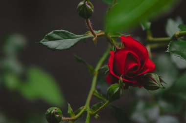 Bahçedeki tek kırmızı gül yeşil bulanık arka planda. Yatay olarak. Çiçek açan ve açılmayan tomurcukların başında kırmızı gül. Metin için alanı kopyala