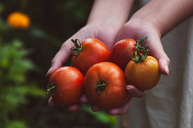 Yeni toplanmış domatesleri elinde tutan kadın çiftçinin yakın çekimi. Yatay arkaplan. Organik tarım, sebze yetiştirme, hasat konsepti