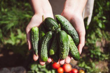 Kadın çiftçinin elinde salatalık hasatıyla domatesli kutunun üzerinde olduğu yakın plan. Yatay arkaplan. Organik tarım, sebze yetiştirme, salatalık hasat konsepti