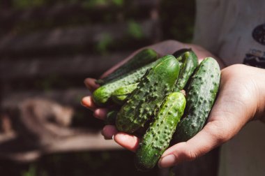 Salatalık hasadı tutan kadın çiftçi elleri. Yatay arkaplan. Uzayı kopyala Organik tarım, salatalık hasat konsepti