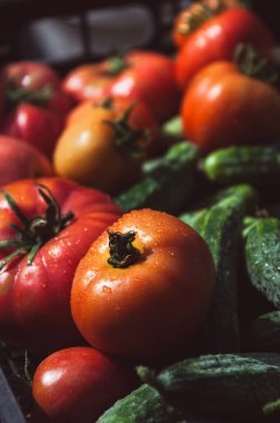 Bir kutuda taze toplanmış domates ve salatalık hasadı yakın plan. Dikey arkaplan. Organik tarım, sebze hasat konsepti