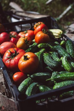Güneş ışığı altında kutuda taze domates ve salatalık hasadı yakın çekim. Organik çiftlik, yaz, sonbahar ya da sonbahar sebze hasat konsepti. Dikey arkaplan