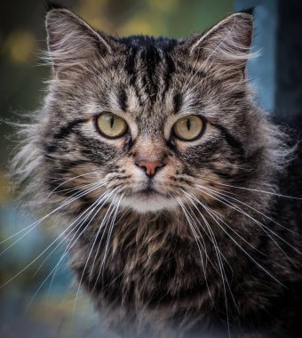 Şirin kedi görünüşlü fotoğraf