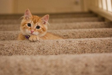 Şirin kedi görünüşlü fotoğraf