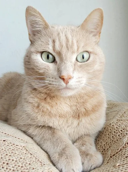 Şirin Kedi Görünüşlü Fotoğraf — Stok fotoğraf