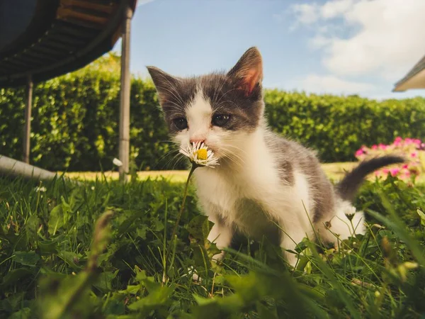 Şirin Kedi Görünüşlü Fotoğraf — Stok fotoğraf