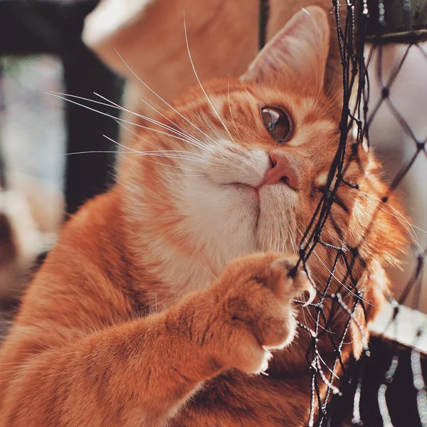 可愛い猫探しの写真 — ストック写真