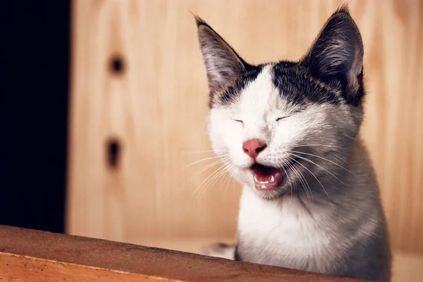 귀여운 고양이 — 스톡 사진