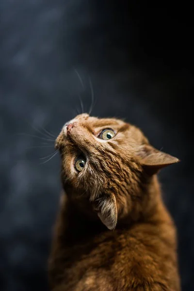 Φωτογραφία Από Χαριτωμένο Γάτα Ψάχνει — Φωτογραφία Αρχείου