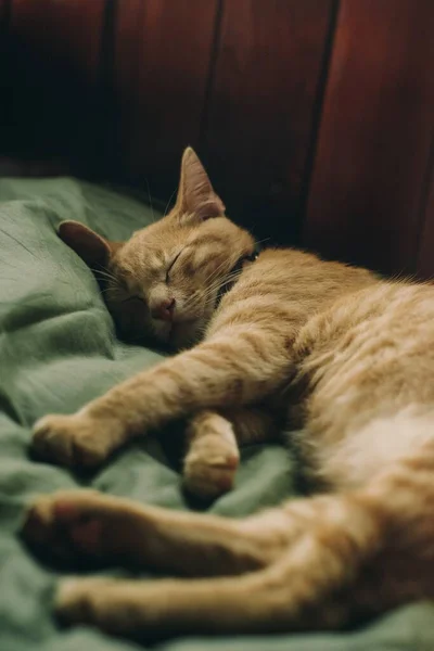 Foto Gato Bonito Olhando — Fotografia de Stock