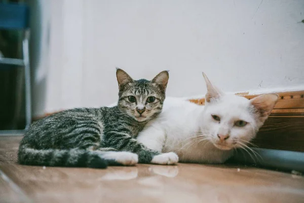 Εικόνα Της Γάτας Θεραπεία Αναζητούν — Φωτογραφία Αρχείου