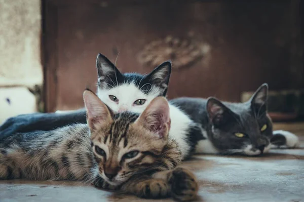 Εικόνα Της Γάτας Θεραπεία Αναζητούν — Φωτογραφία Αρχείου
