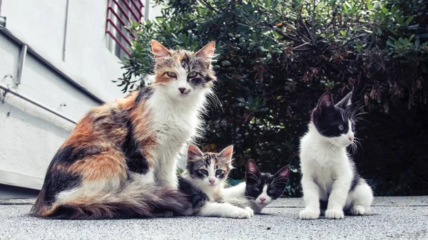 Zwei Süße Und Schöne Katzen Suchen — Stockfoto