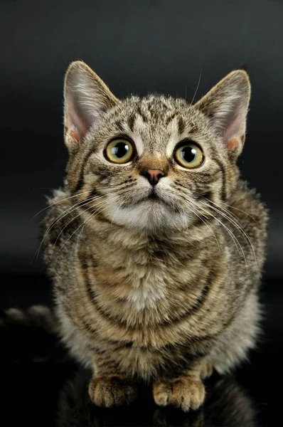 귀엽고 아름다운 고양이 마리가 — 스톡 사진