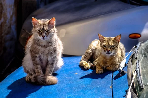 Δύο Χαριτωμένες Και Όμορφες Γάτες Που Ψάχνουν — Φωτογραφία Αρχείου
