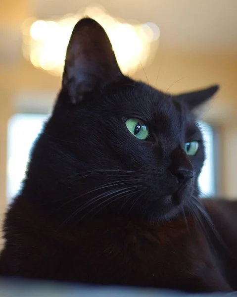 Fekete Macska Zöld Szemekkel — Stock Fotó