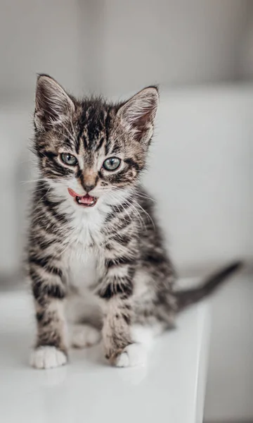 Black White Kitten Licking Its Lips — стоковое фото