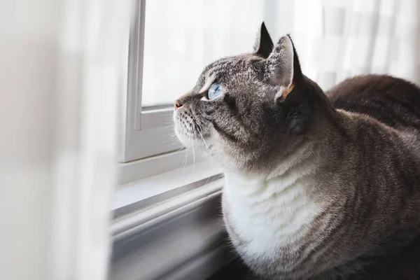 Blåögd Katt Dagdrömmar — Stockfoto