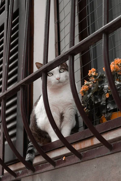 Ασπρόμαυρη Γάτα Στο Περβάζι Του Παραθύρου Πίσω Από Κάγκελα — Φωτογραφία Αρχείου