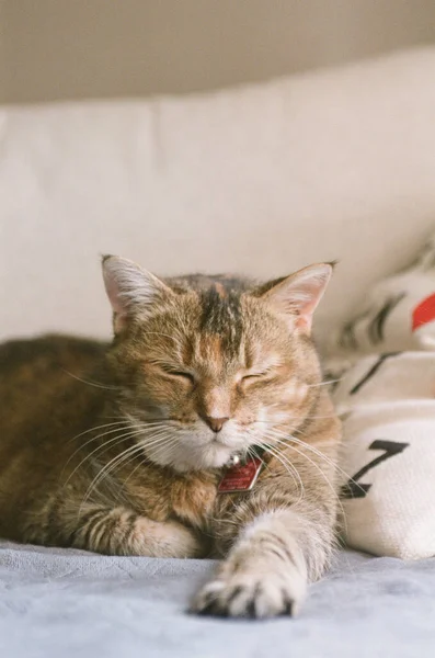 Dozing Ginger Cat Sunlight — ストック写真