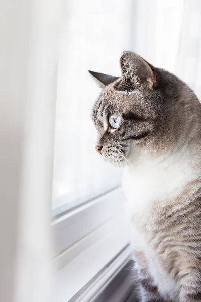 Kedi Manzaranın Tadını Çıkarıyor — Stok fotoğraf