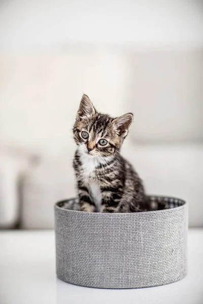 茶色と白の子猫の箱 — ストック写真