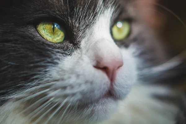 Cat Eyes Photo Image — стоковое фото