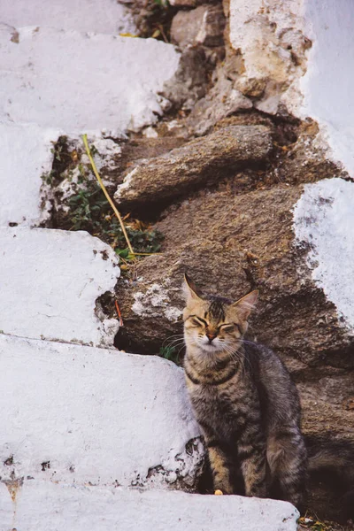 Γάτα Έχει Καθίσει Μερικά Βράχια — Φωτογραφία Αρχείου