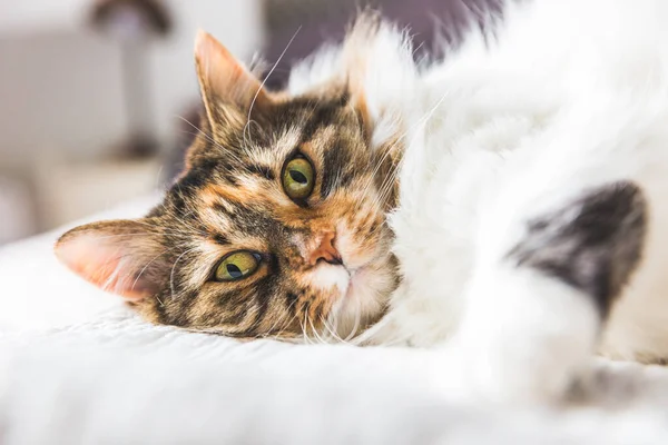 Cat Lying Side Bed — стоковое фото