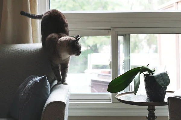 Kot Sofie Pobliżu Okna — Zdjęcie stockowe