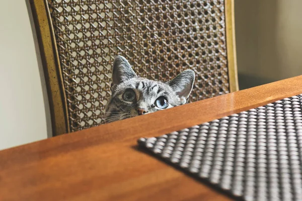 Blue Eyed Cat Peeking — стоковое фото