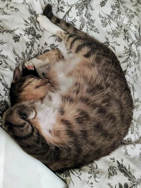 Γάτος Κοιμάται Κοιλιά — Φωτογραφία Αρχείου