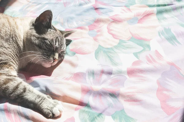 灰色の猫 Lays Sun — ストック写真
