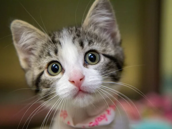 Green Eyed Kitten Photo — Stock Photo, Image